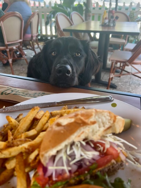 Bailey the dog puppy eyes wanting food from the table